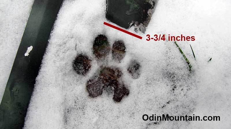 This morning I cut the trail of a bobcat.  This near perfect print was made in fresh wet snow.
