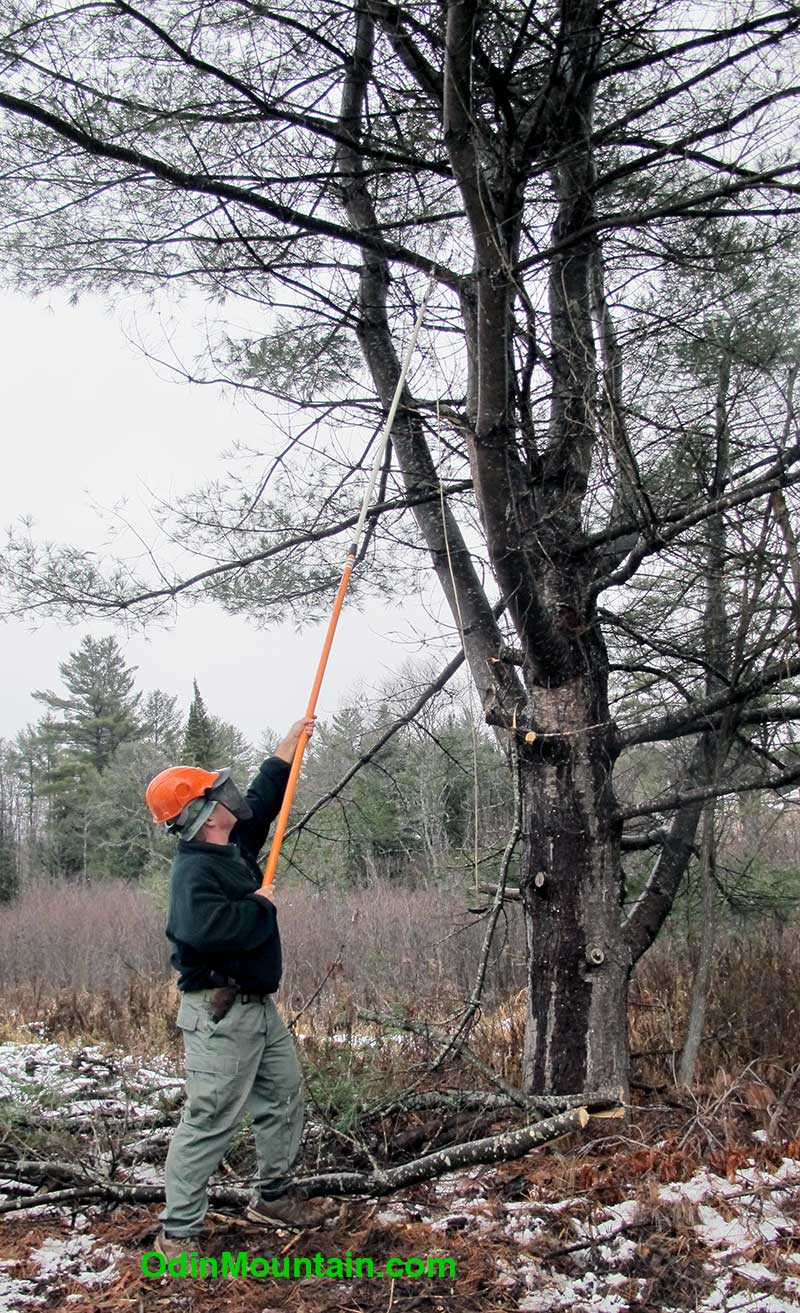 Pruning tree limbs that overlook the firing station